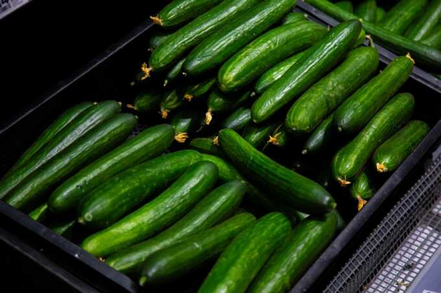 В период праздников и зимние траты увеличили стоимость огурцов на российских рынках